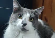 Appeal to repatriate Isle of Man cat found in Tavistock