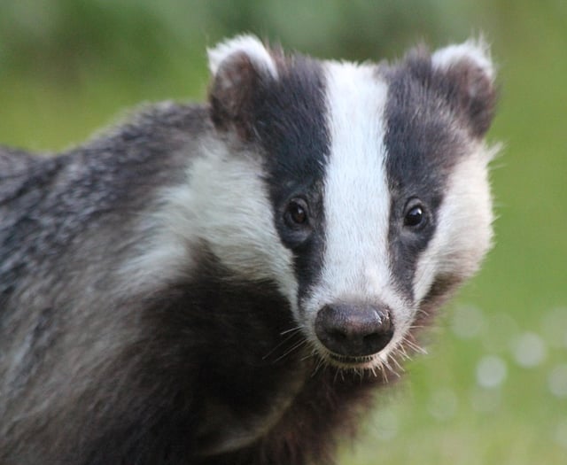Record surge in badger TB vaccinations