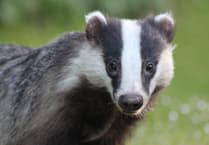 Badger TB vaccinations hit record high in UK