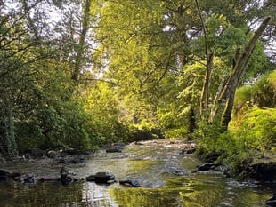 New Okehampton tree walk challenge