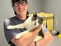 Isle of Man couple collect cat who hitched 400 miles to Tavistock