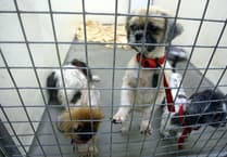 Rise in animal cruelty calls to the RSPCA in Devon