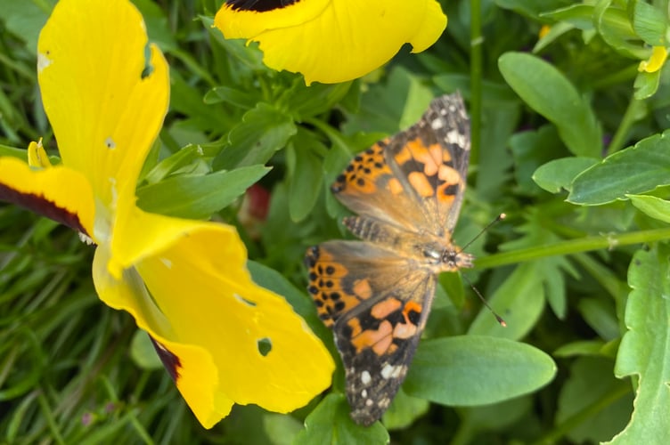 A painted lady butterfly tasting freedom after bursting from its chrysalis in the care of Parkwood Home residents in Tavistock.