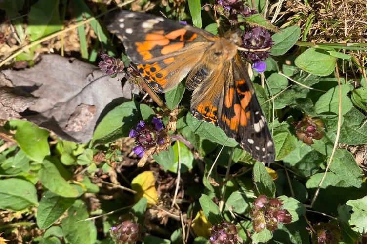 A painted lady butterfly finding its wings after bursting from its chrysalis in the care of Parkwood Home residents in Tavistock.