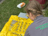 River Lew pollution kills fish, pet owners warned