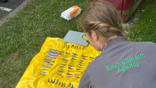 River Lew pollution kills fish, pet owners warned