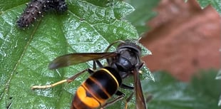 Beekeepers urge vigilance over yellow-legged hornet