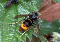 Beekeepers urge vigilance over yellow-legged hornet