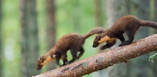 Pine marten project celebrates arrival of first young