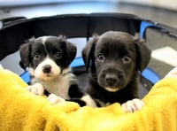 Puppies needed for behaviour research