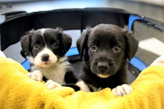 Puppies needed for behaviour research