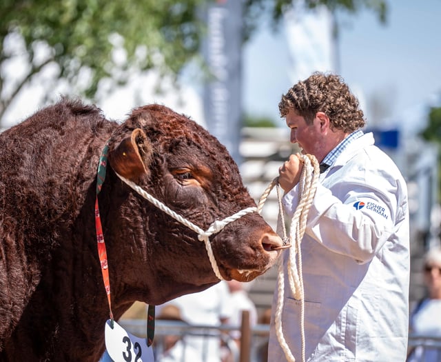 Devon Cattle Breeders Society to return to Devon County Show in 2026
