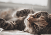 Nine incidents of weapon attacks on Devon's pets