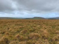 Another common designated on Dartmoor