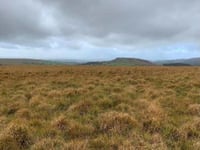 Another common designated on Dartmoor