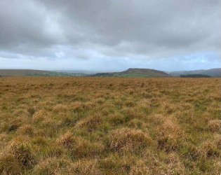 Another common designated on Dartmoor