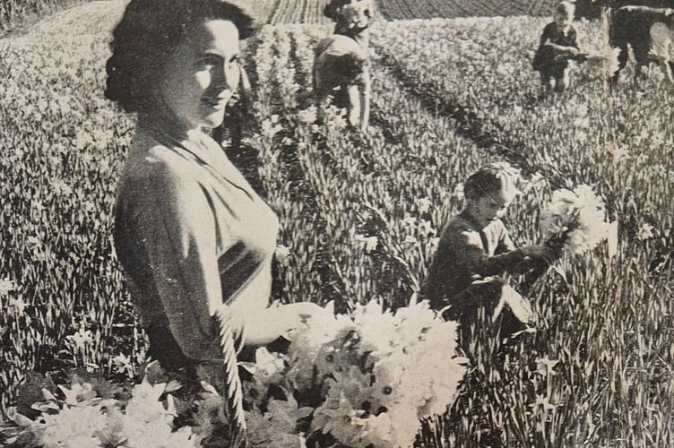  A scene from the daffodil harvest in Bere Alston on display at the village primary school  pop-up museum.