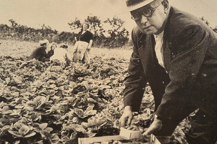 Harold Sherrell, of Higher Birch Farm, features in Bere Alston School's pop-up museum harvesting strawberries in times gone by. 