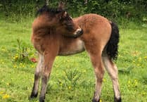 Dartmoor Pony celebrations open to all