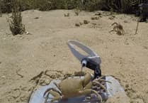 Meet 'Wavy Dave', the game-changing robot crab