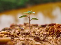 Cornwall boosts biodiversity with Nature Pledge