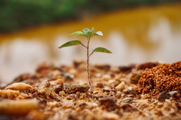 Tree Planting Stock Image