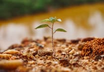 Cornwall unites to boost biodiversity with Nature Pledge relaunch