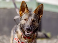 Animal charity stages 'Walkies for rescue'