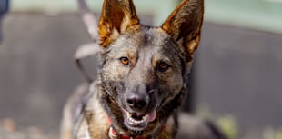 Animal charity stages 'Walkies for rescue'