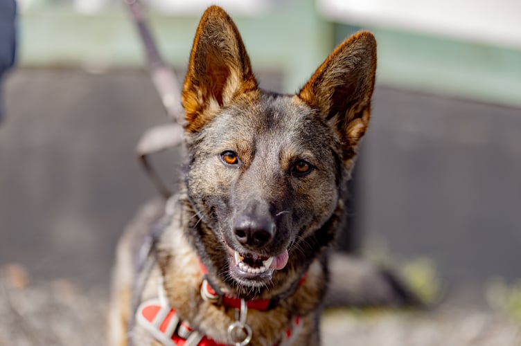 Tavistock charity Margaret Green Animal Rescue is staging a fundraising walk.