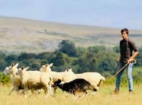Family fun and sheepdog skills on offer