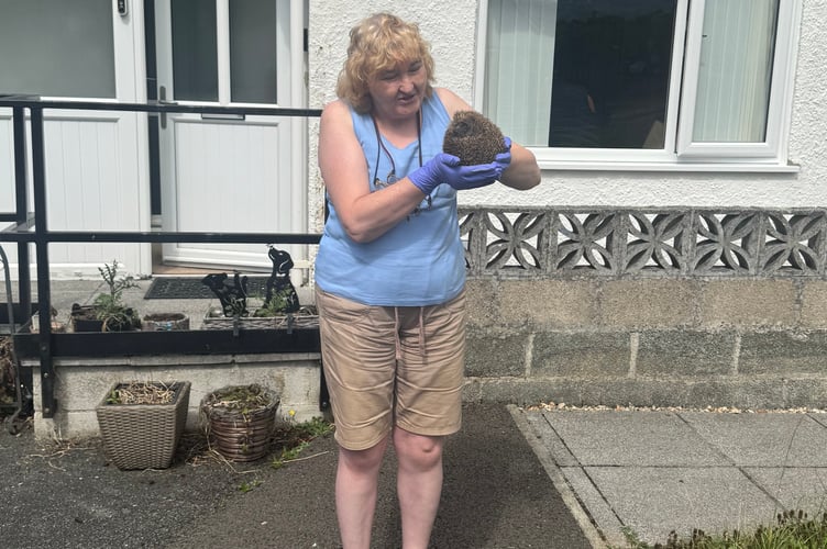 Helen, of Whitchurch, and her rescued hedgehog which was nursed back to health by Greatfield Hedgehog Rescue, of Okehampton.