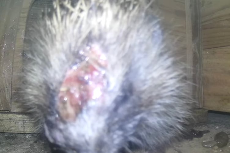 Progress the hedgehog suffered an infected wound from a grass strimmer and was looked after by Greatfield Hedgehog Rescue.