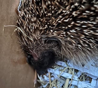 Progress the rescue hedgehog feeding at his adopted home in Tavistock.