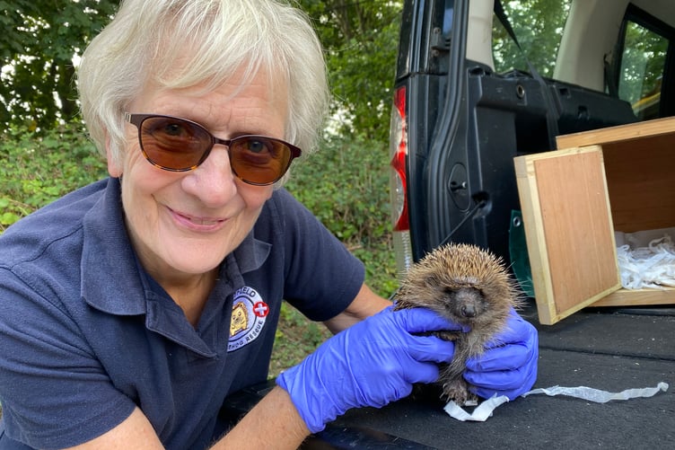 Recovered hedgehog Progress in the caring hands of Pam Pemberton, of Greatfield Hedgehog Rescue.