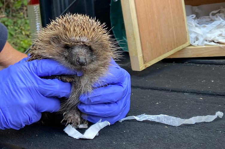 Helen Burridge's 'adopted' hedgehog Progress has been returned after treatment for an infected head wound by Greatfield Hedgehog Rescue.