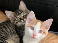 Cats Protection appeal to save feral cats