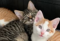 Okehampton Cats Protection urgent appeal to save feral cats