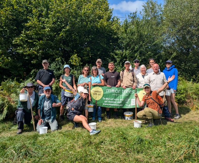 Moor Trees gets £50k for Dartmoor woodlands