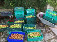 Volunteers needed for bumper apple harvest in Tamar Valley