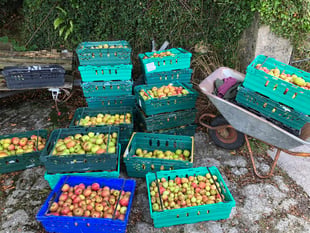 Volunteers needed for bumper apple harvest in Tamar Valley