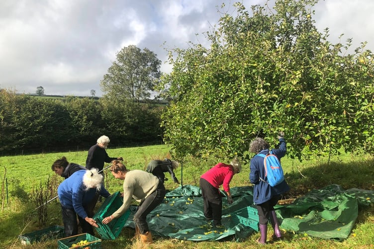 Volunteers will be returning to the beautiful orchard, located in Metherell, to harvest more apples after an abundant and early crop this year.