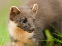 National Highways helping a Devon rare species cross the road