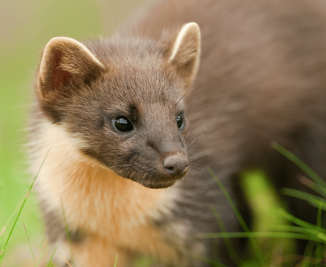 National Highways helping a Devon rare species cross the road