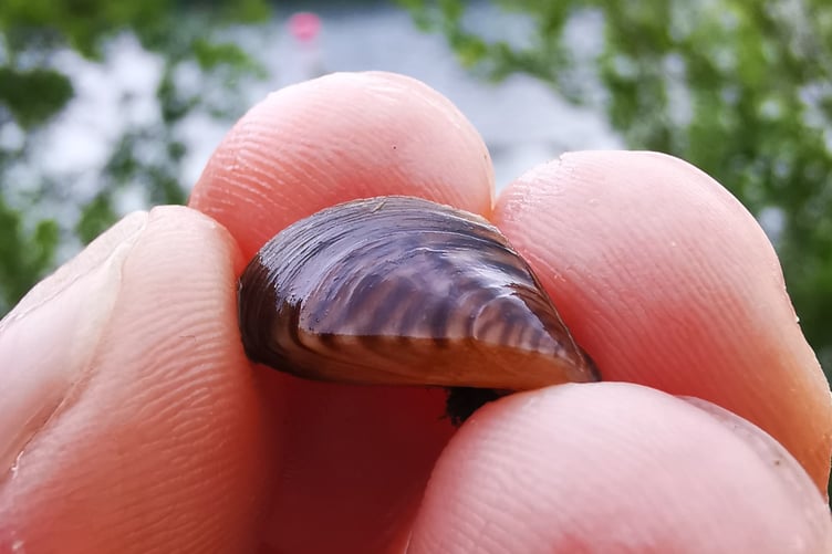 The Bude Canal is the only known site for zebra mussels in Cornwall; a highly invasive species that clog water infrastructure and impact native wildlife.