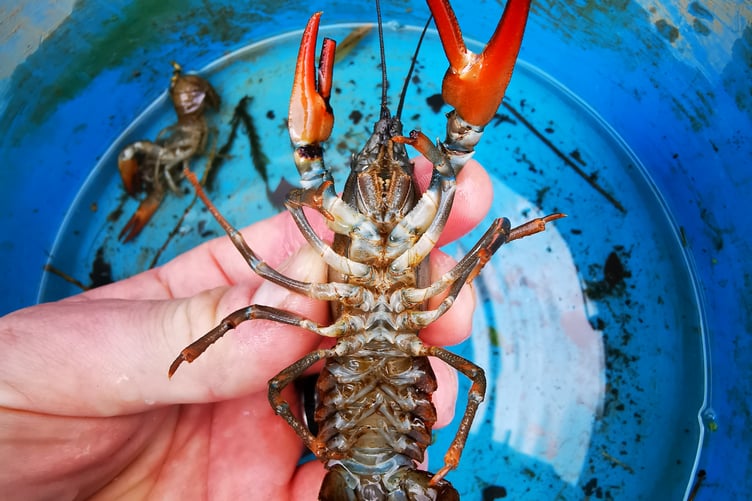 Another invasive species, American signal crayfish, can easily be transported on wet equipment or in standing water.