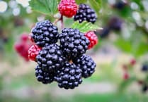 Paul Bartlett: It's tough being a tree