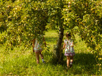 Cotehele Apple Weekender promises bumper crop ripe for picking