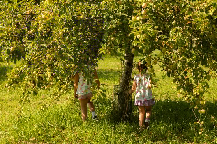 Little visitors picking apples in the orchard on on the Apple Weekender at Cotehele which this year is September 13 and 14. 