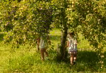 Cotehele Apple Weekender promises bumper crop ripe for picking